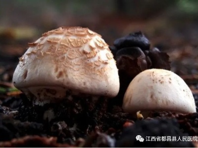 野外蘑菇勿乱采！都昌一市民食用野生蘑菇险丧命