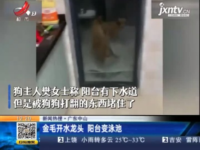 【新闻热搜】广东中山：金毛开水龙头 阳台变泳池