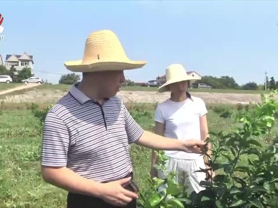 新干：实施良种化规范化种植 推动中药材枳壳做大做强