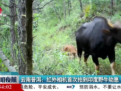 云南普洱：红外相机首次拍到印度野牛幼崽