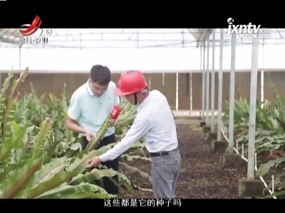 稻花香里20210824 小康路上追梦人——三小时 蔬菜直达大湾区