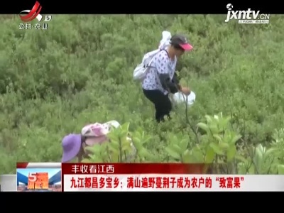 【丰收看江西】九江都昌多宝乡：满山遍野蔓荆子成为农户的“致富果”