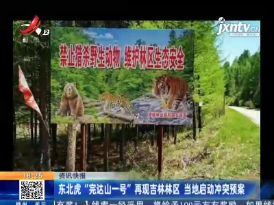 东北虎“完达山一号”再现吉林林区 当地启动冲突预案