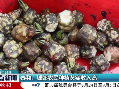 泰和：城郊农民种植芡实收入高