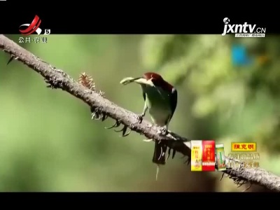 “中国最美小鸟”现身赣州九连山