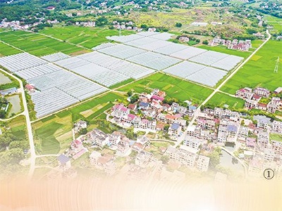 建强党组织 共筑致富路（深度关注·党建引领乡村振兴③）