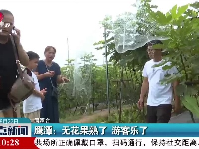 鹰潭：无花果熟了 游客乐了