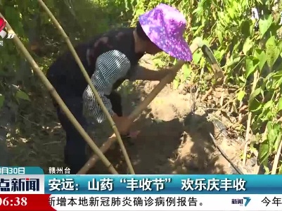 安远：山药“丰收节” 欢乐庆丰收