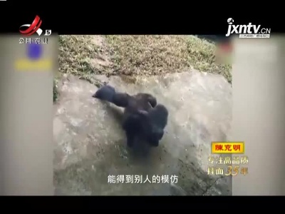 黑猩猩和游客比赛做俯卧撑