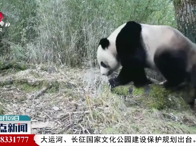 大熊猫国家公园唐家河区域频现国家一级保护动物