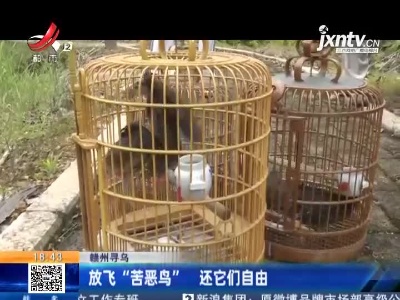 赣州寻乌：放飞“苦恶鸟” 还它们自由