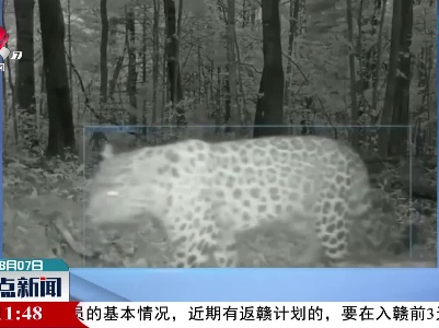 吉林一林区首次连续三天拍摄到三次东北豹实体影像