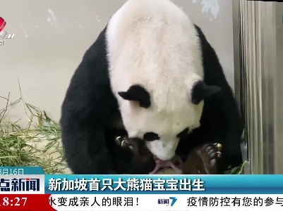 新加坡首只大熊猫宝宝出生