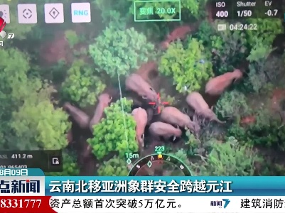 云南北移亚洲象群安全跨越元江