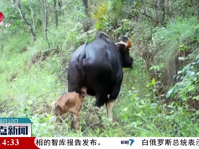 云南普洱：红外相机首次拍到印度野牛幼崽