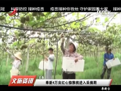 奉新4万亩红心猕猴桃进入采摘期