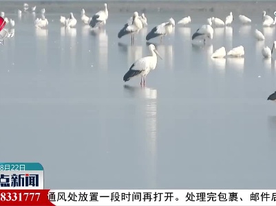 永修县积极筹备第二届鄱阳湖国际观鸟周