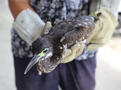 一只“世界上最神秘的鸟”在德安获救