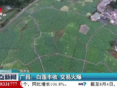 广昌： 白莲丰收 交易火爆