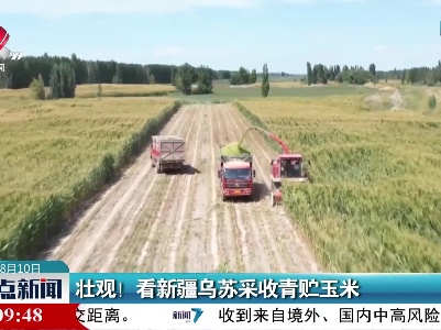 壮观！看新疆乌苏采收青贮玉米