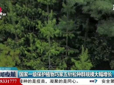 国家一级保护植物巧家五针松种群规模大幅增长