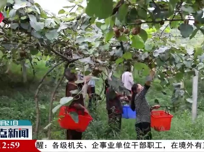 都昌：猕猴桃迎来了采摘季