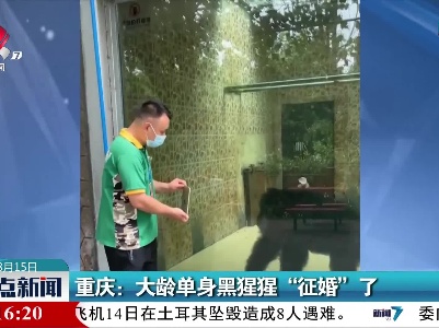 重庆：大龄单身黑猩猩“征婚”了
