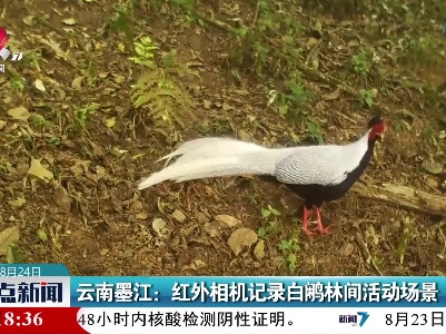 云南墨江：红外相机记录白鹇林间活动场景