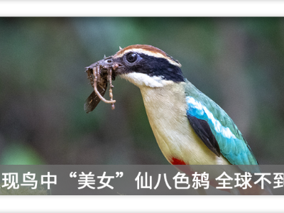 鸟中“美女”见证江西生态质量提升