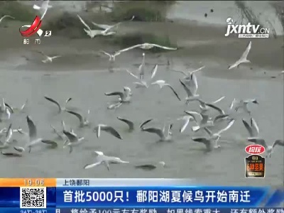 上饶鄱阳：首批5000只！鄱阳湖夏候鸟开始南迁