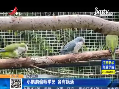 辽宁沈阳：小鹦鹉偷师学艺 各有绝活