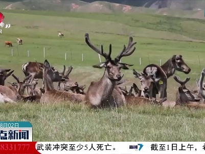 甘肃肃南：祁连山下赏马鹿