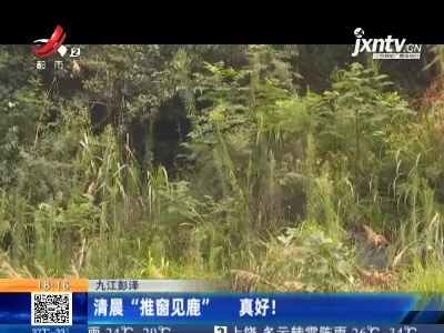 九江彭泽：清晨“推窗见鹿” 真好！