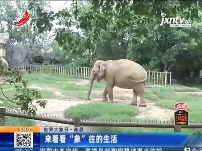 【世界大象日】南昌：来看看“象”往的生活