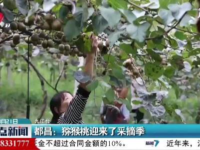 都昌：猕猴桃迎来了采摘季