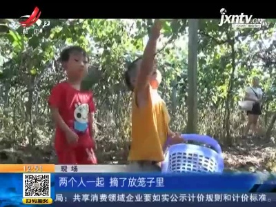 【赣闻天下】上饶鄱阳：180亩猕猴桃成熟 采摘高潮迭起