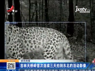 吉林天桥岭首次连续三天拍到东北豹活动影像