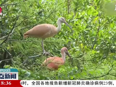 上海动物园：美洲红鹮首次成功自然繁殖