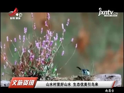 南昌：山水村里好山水 生态优美引鸟来