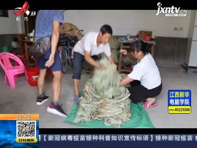 【赣闻天下】抚州广昌：变废为宝 荷叶俏销