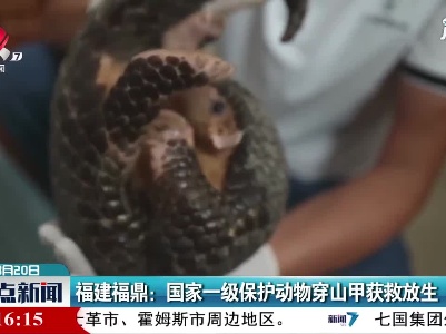 福建福鼎：国家一级保护动物穿山甲获救放生