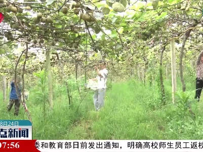 奉新：4万亩红心猕猴桃进入采摘期