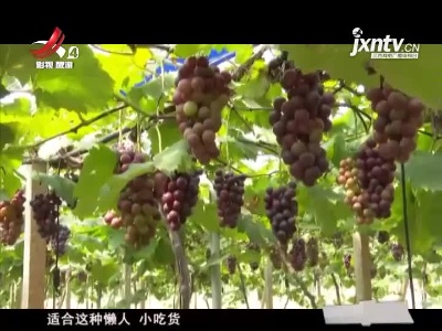 南昌：罗亭葡萄熟了 邀你过一个“甜蜜”盛夏