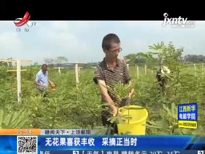 【赣闻天下】上饶鄱阳：无花果喜获丰收 采摘正当时
