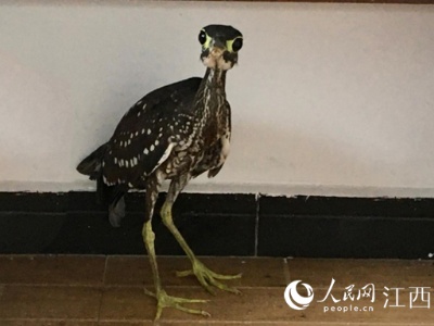 鳽(jiān)出没！江西村民捡到一只“世界上最神秘的鸟” 