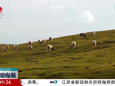 青海夏拉草原牧民加紧为牛羊“贴秋膘”