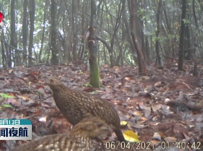 江西南风面保护区公布多种珍稀野生动物影像