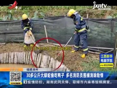 福建漳州：30多公斤大蟒蛇偷吃鸭子 多名消防员围捕消除险情
