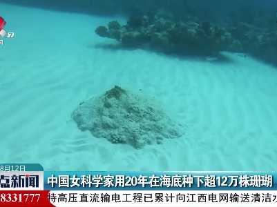 中国女科学家用20年在海底种下超12万株珊瑚