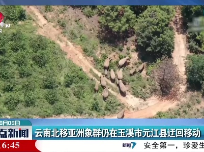 云南北移亚洲象群仍在玉溪市元江县迂回移动